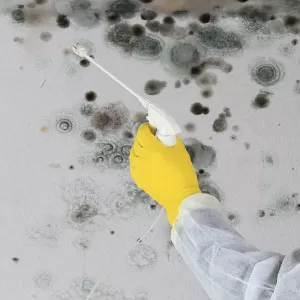 Mold Spore Treatment